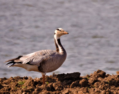 Bar-Headed Geese